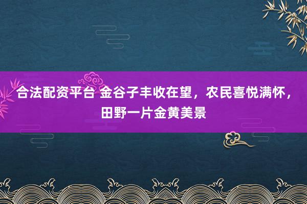 合法配资平台 金谷子丰收在望，农民喜悦满怀，田野一片金黄美景